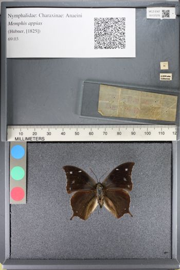 Media type: image;   Entomology 137270